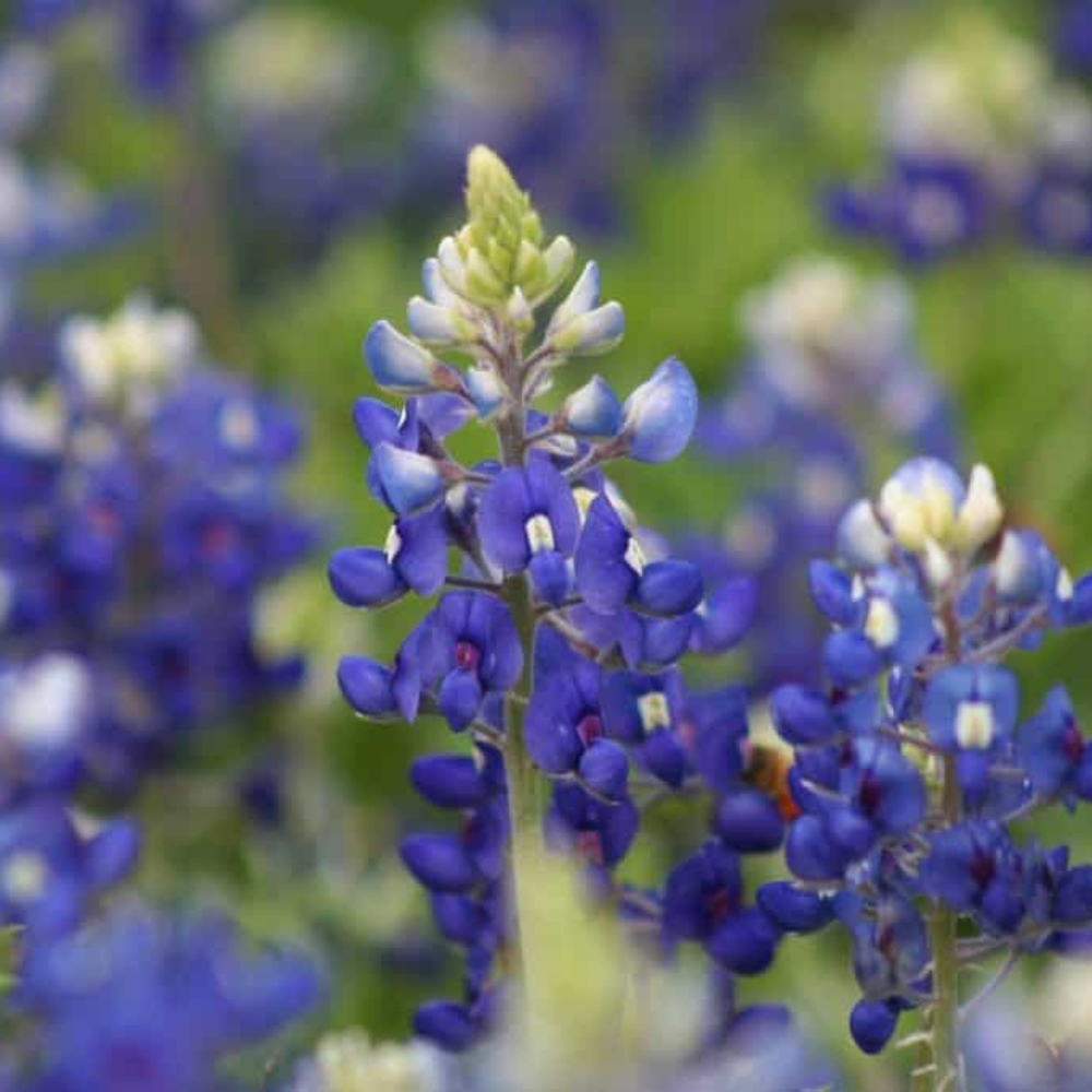 Meet your Posher, Hattie B